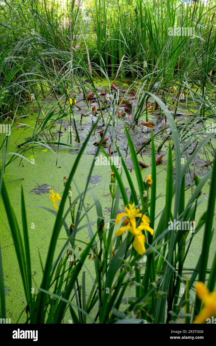 Nature garden with pond, duckweed in the pond Stock Photo