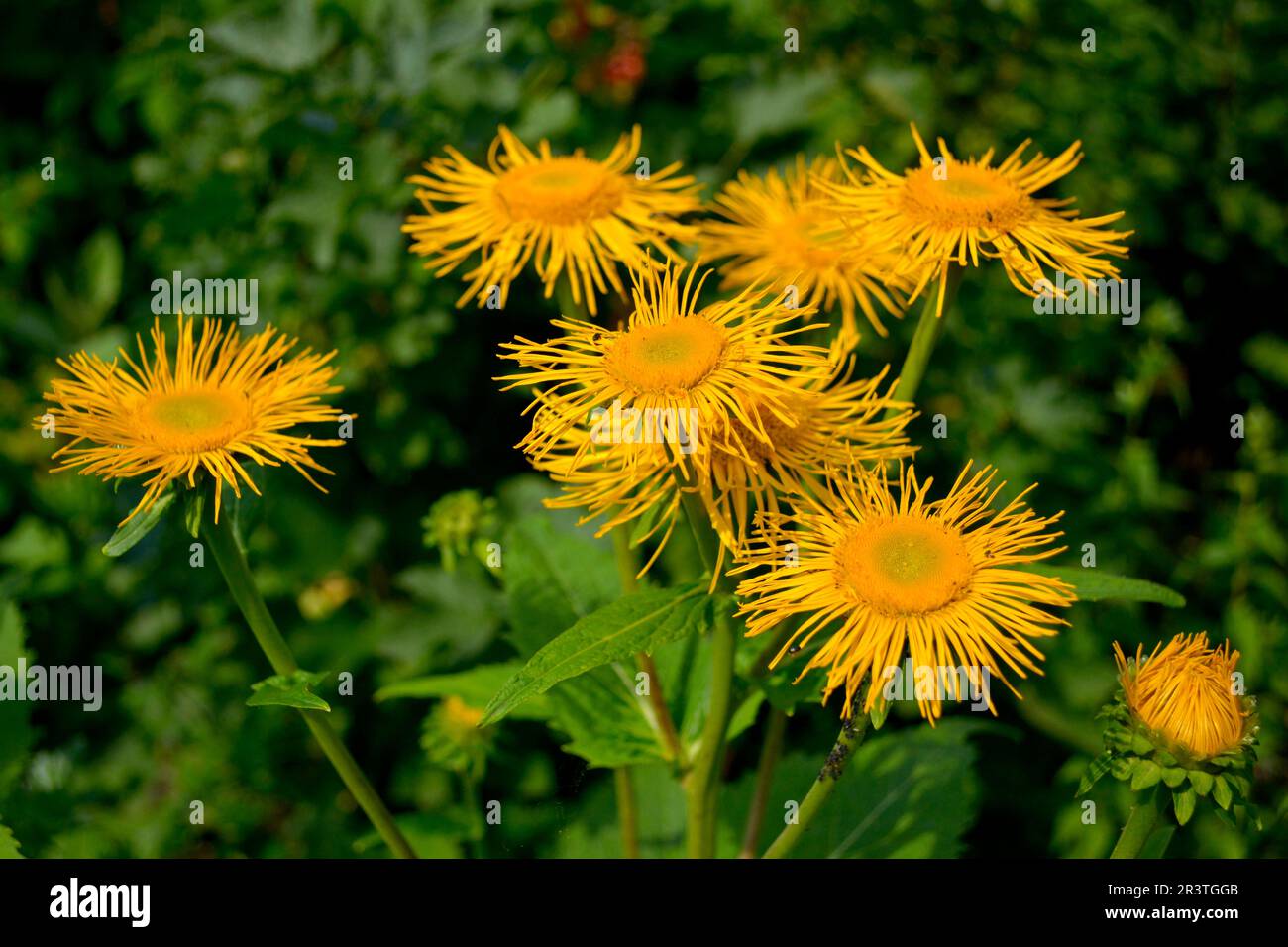 Inula, elecampane flowering in the garden, Inula hookeri Stock Photo