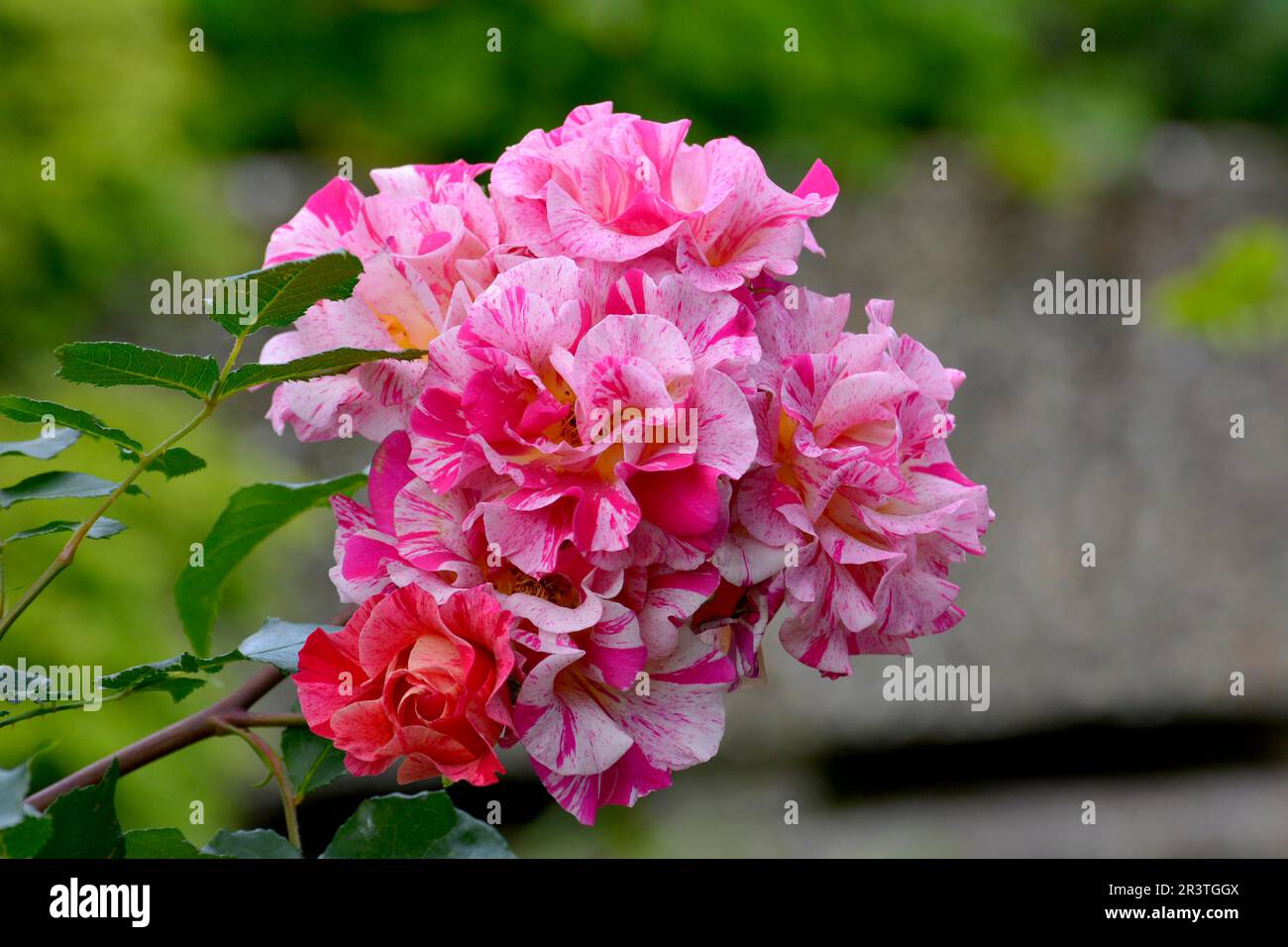 Rose multicoloured flowering in the garden Stock Photo