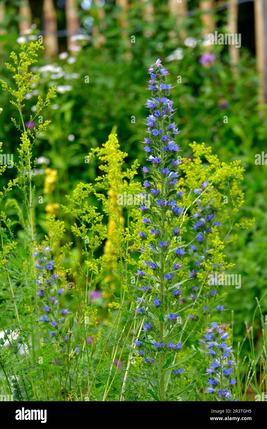Nature Garden, Perennials Stock Photo Alamy