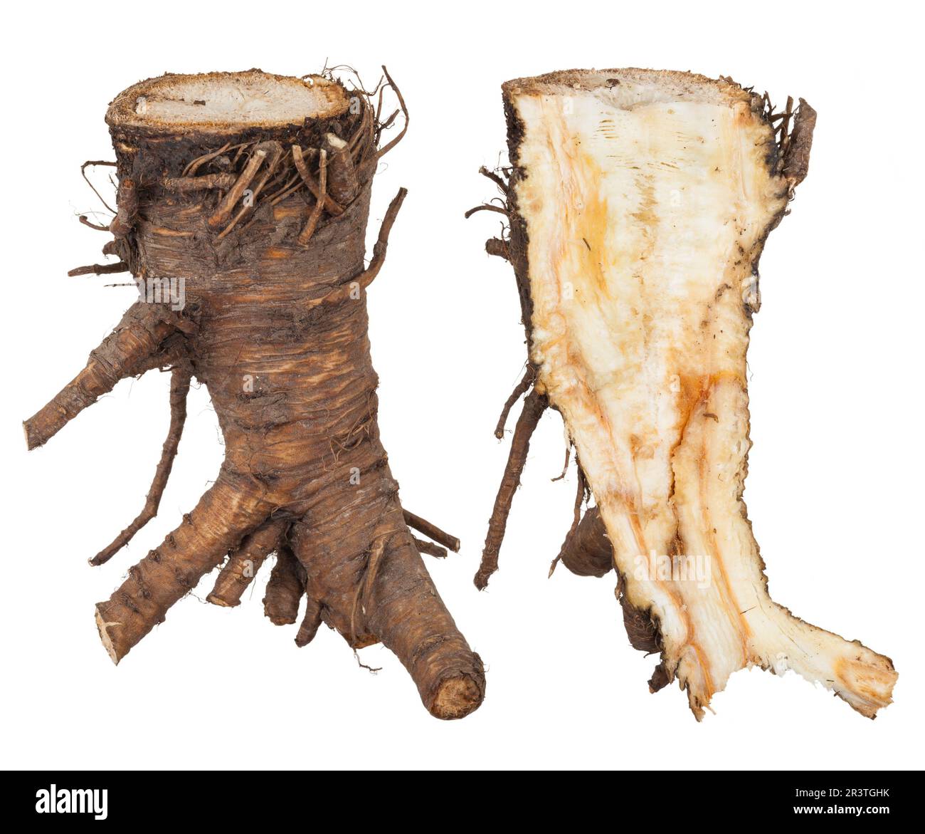 Medicinal plant Angelica root Stock Photo Alamy