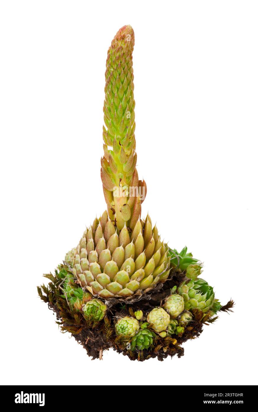Medicinal plant: Orostachys spinosa Stock Photo