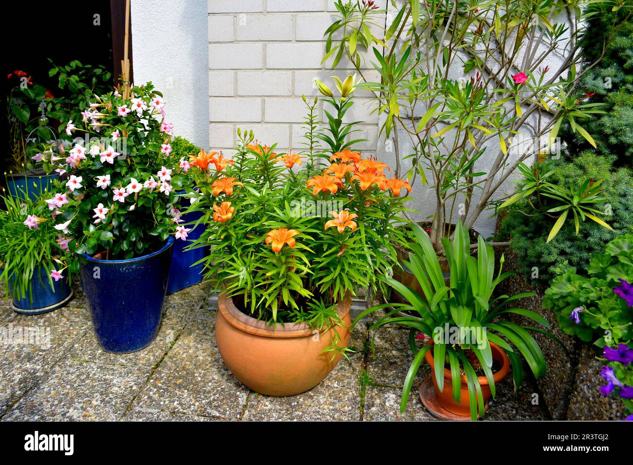 Potted flowering plants hi-res stock photography and images - Alamy