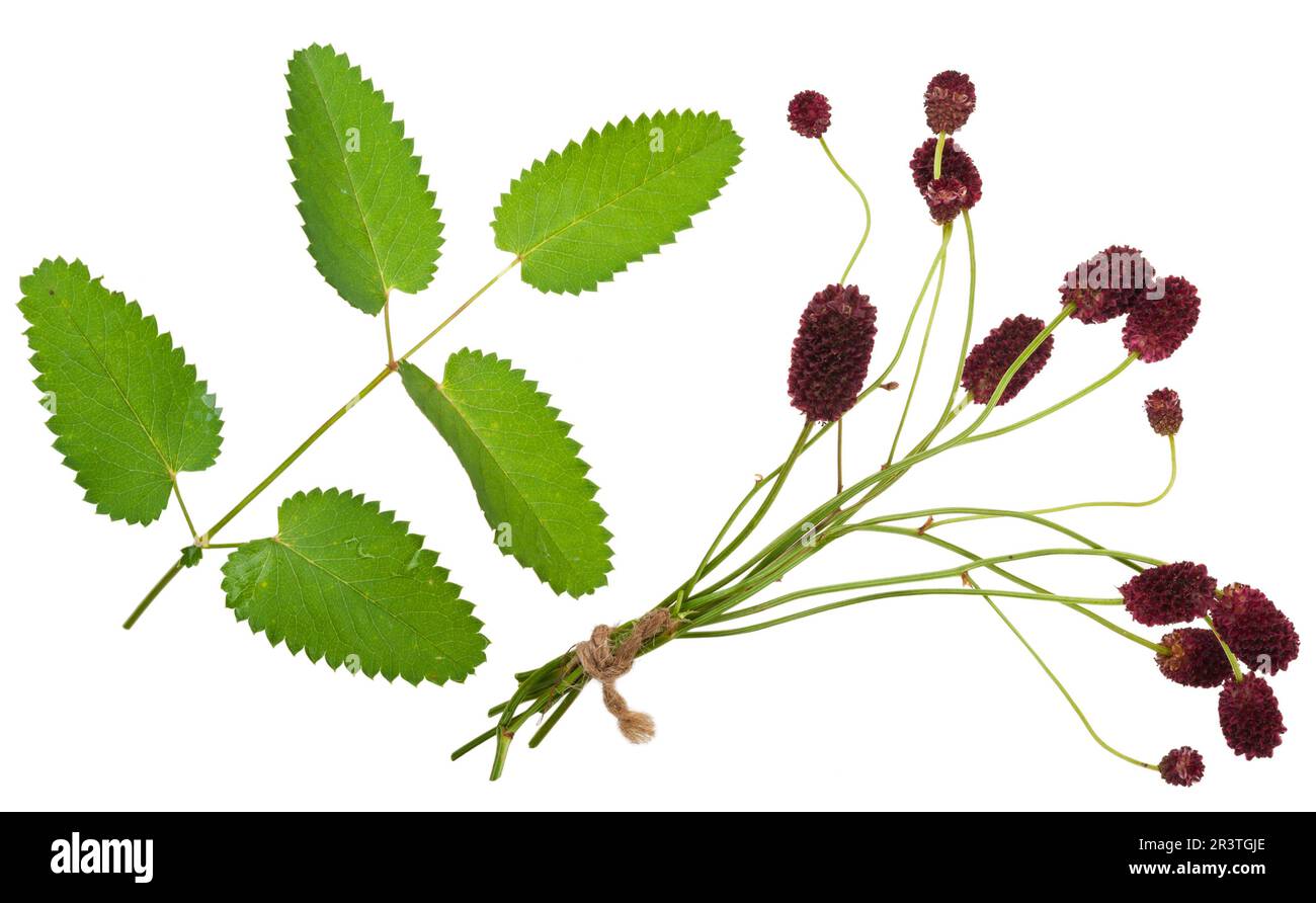 Medicinal plant: Burnet (Sanguisorba officinalis) Stock Photo