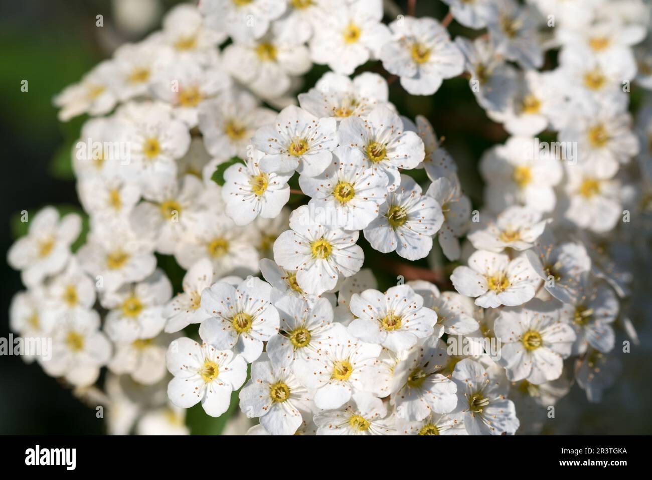 Spiraea media white spring flowers closeup selective focus Stock Photo