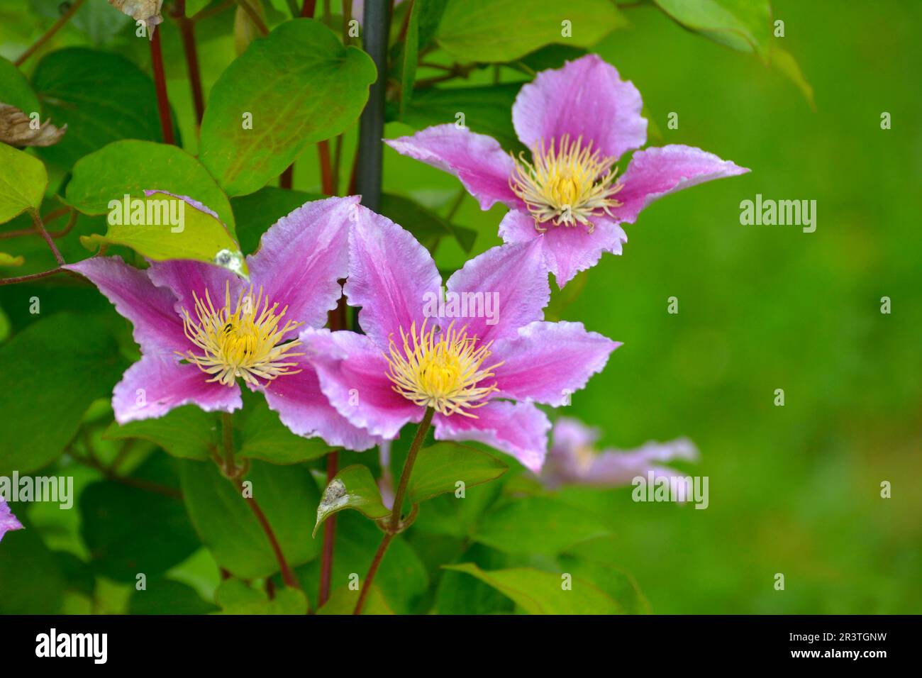 Clematis hybrid flowering in the garden, white, purple flowering Stock Photo