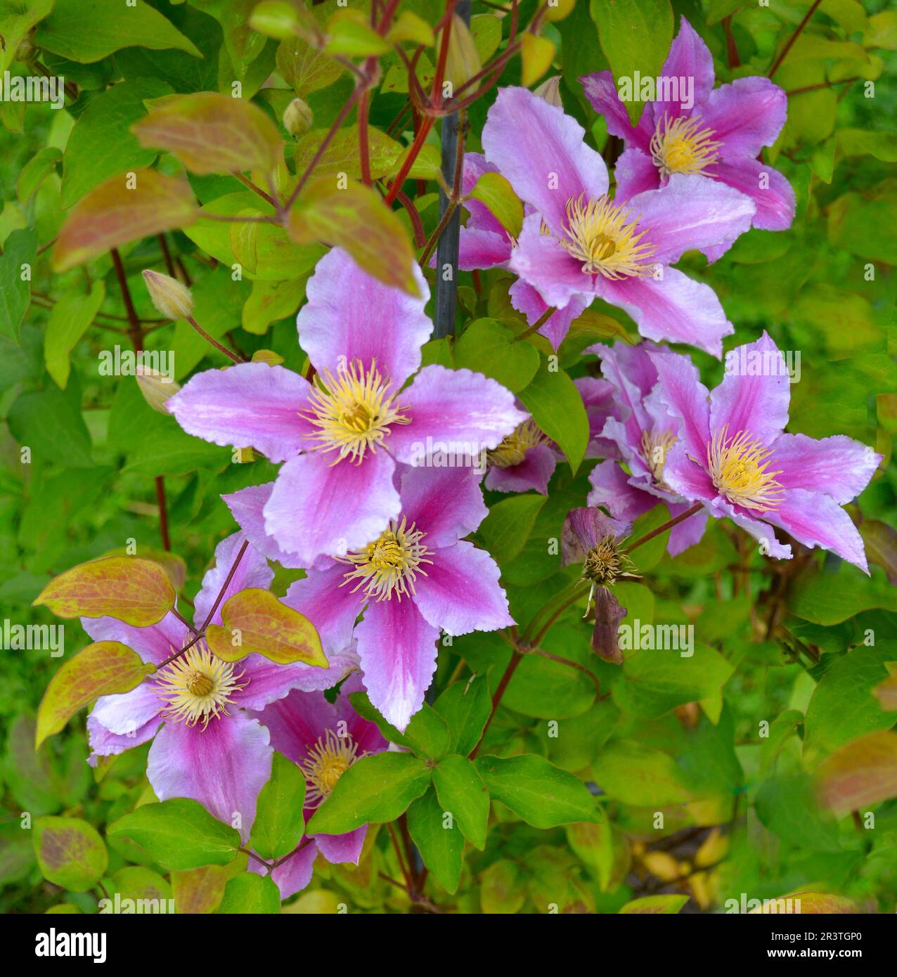 Clematis hybrid flowering in the garden, white, purple flowering Stock Photo