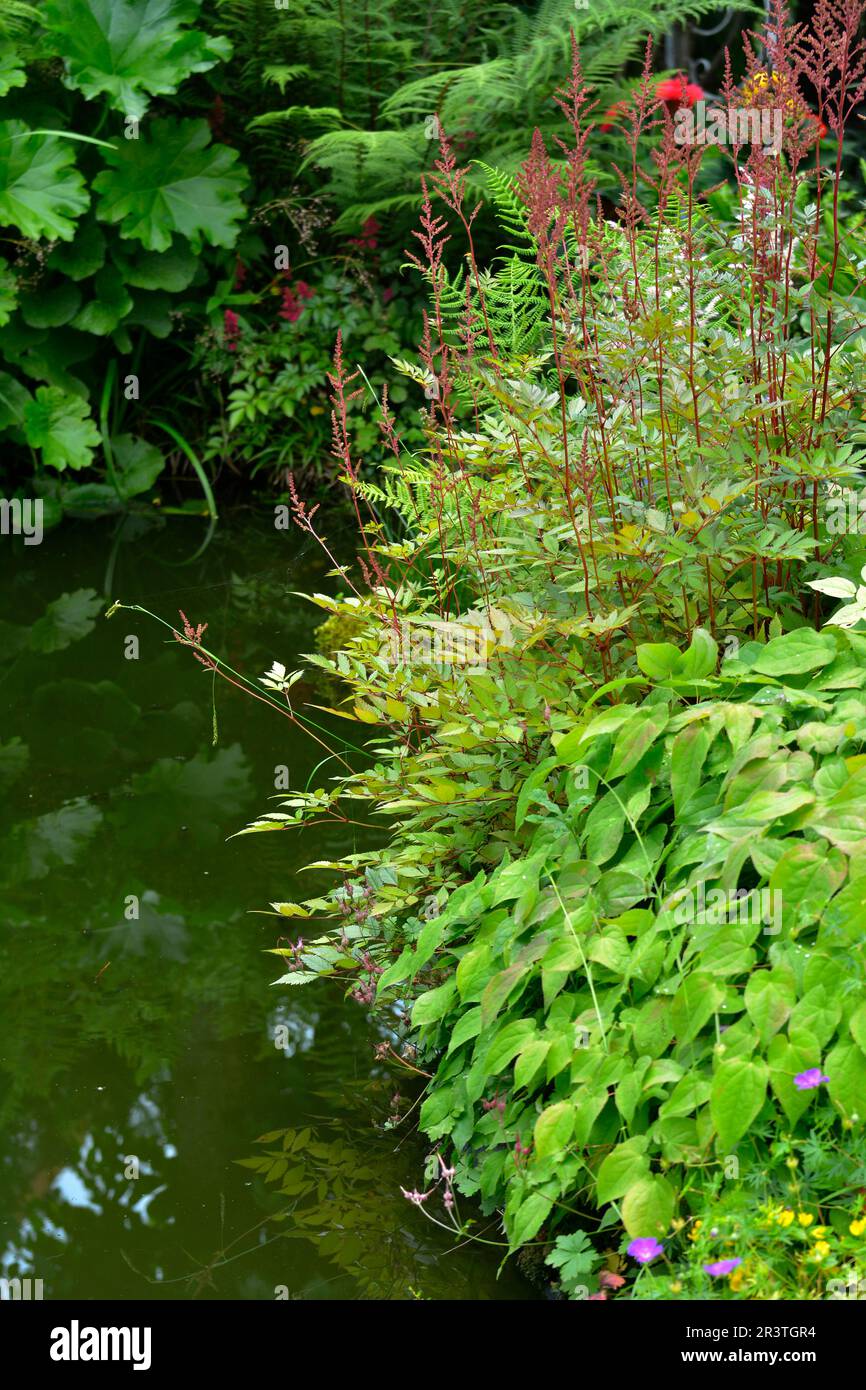 Garden pond with various pond edge plants Stock Photo Alamy