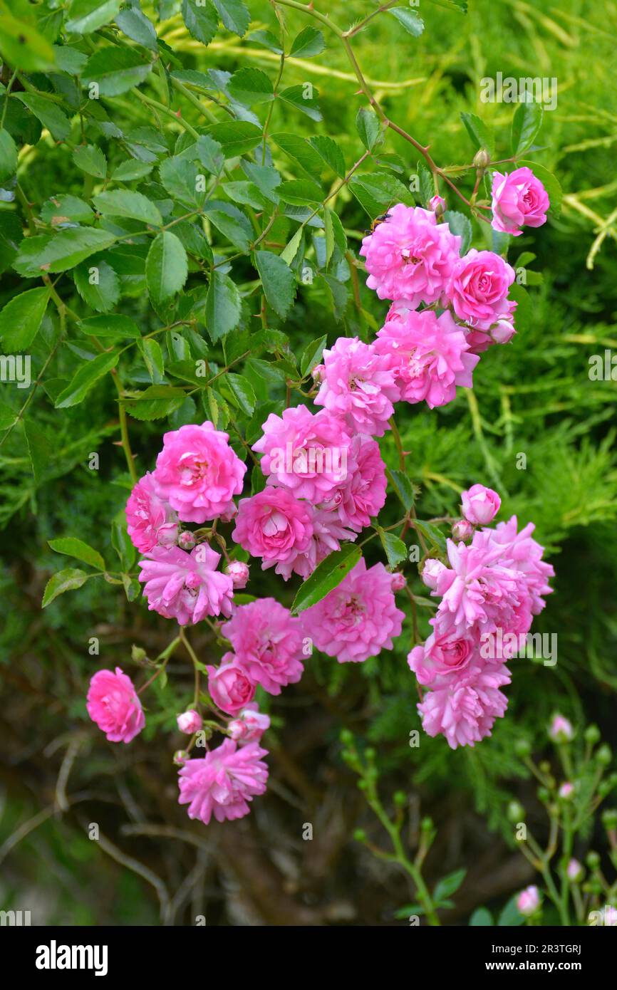 Pink Roses Outside Pink outdoor garden hi-res stock photography and images - Alamy