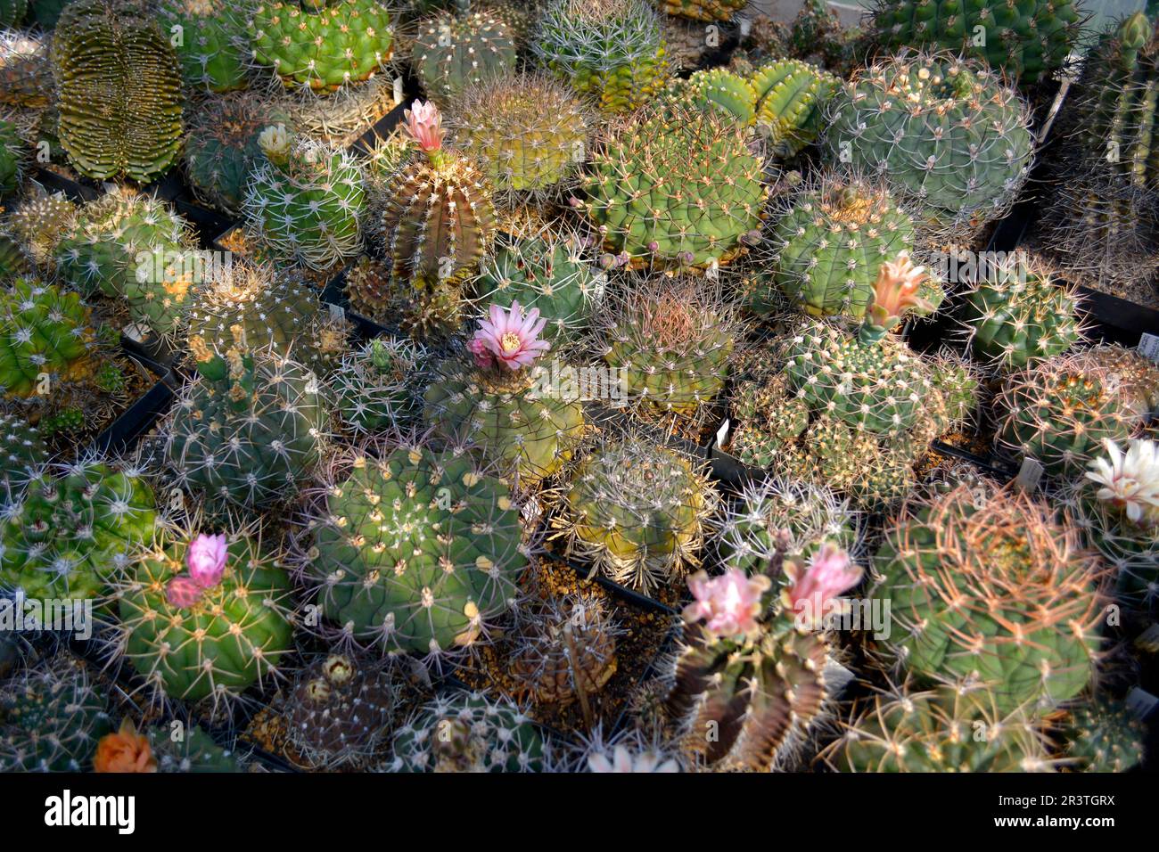 cacti stock x