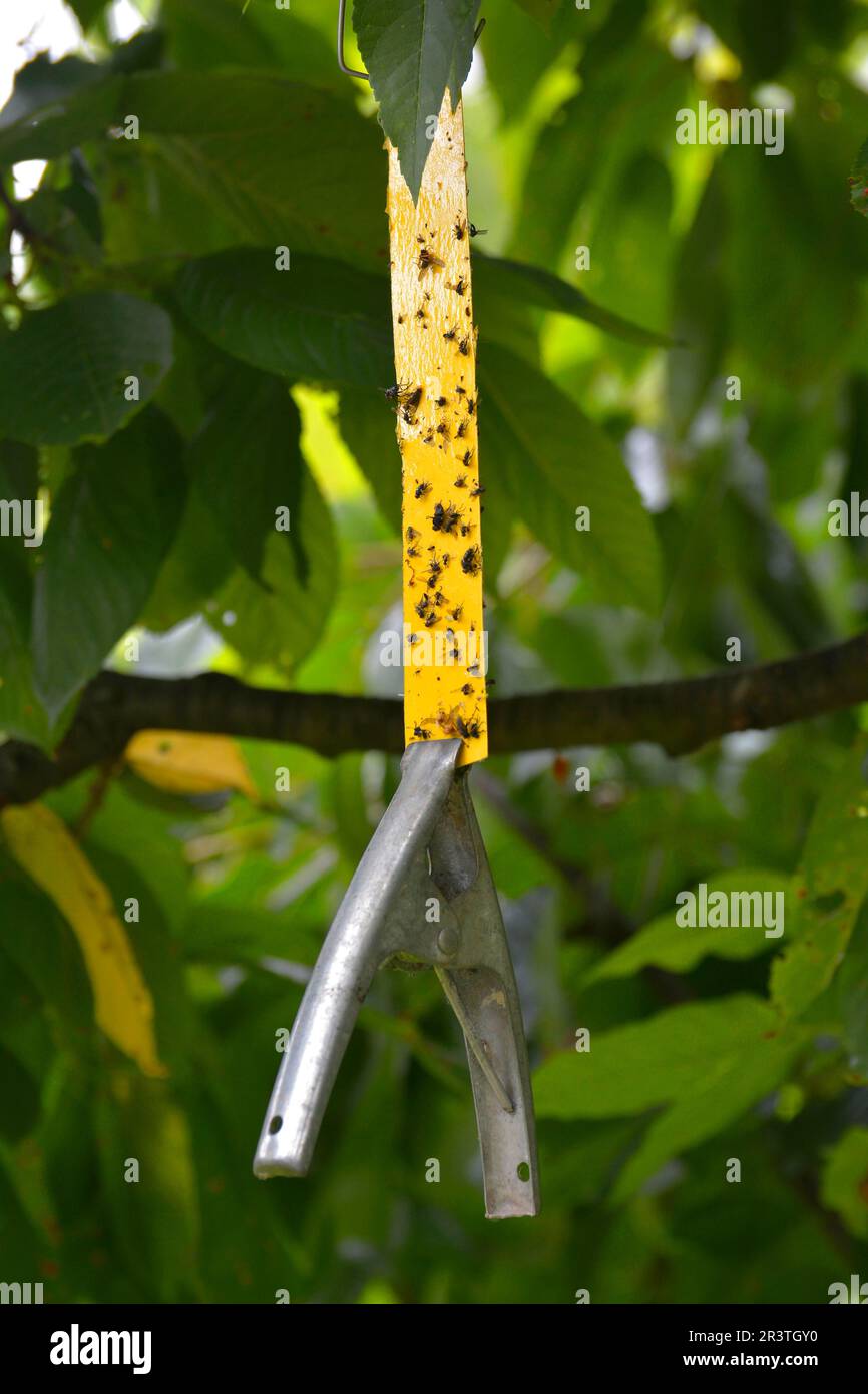 Yellow vermin strip on the tree Stock Photo