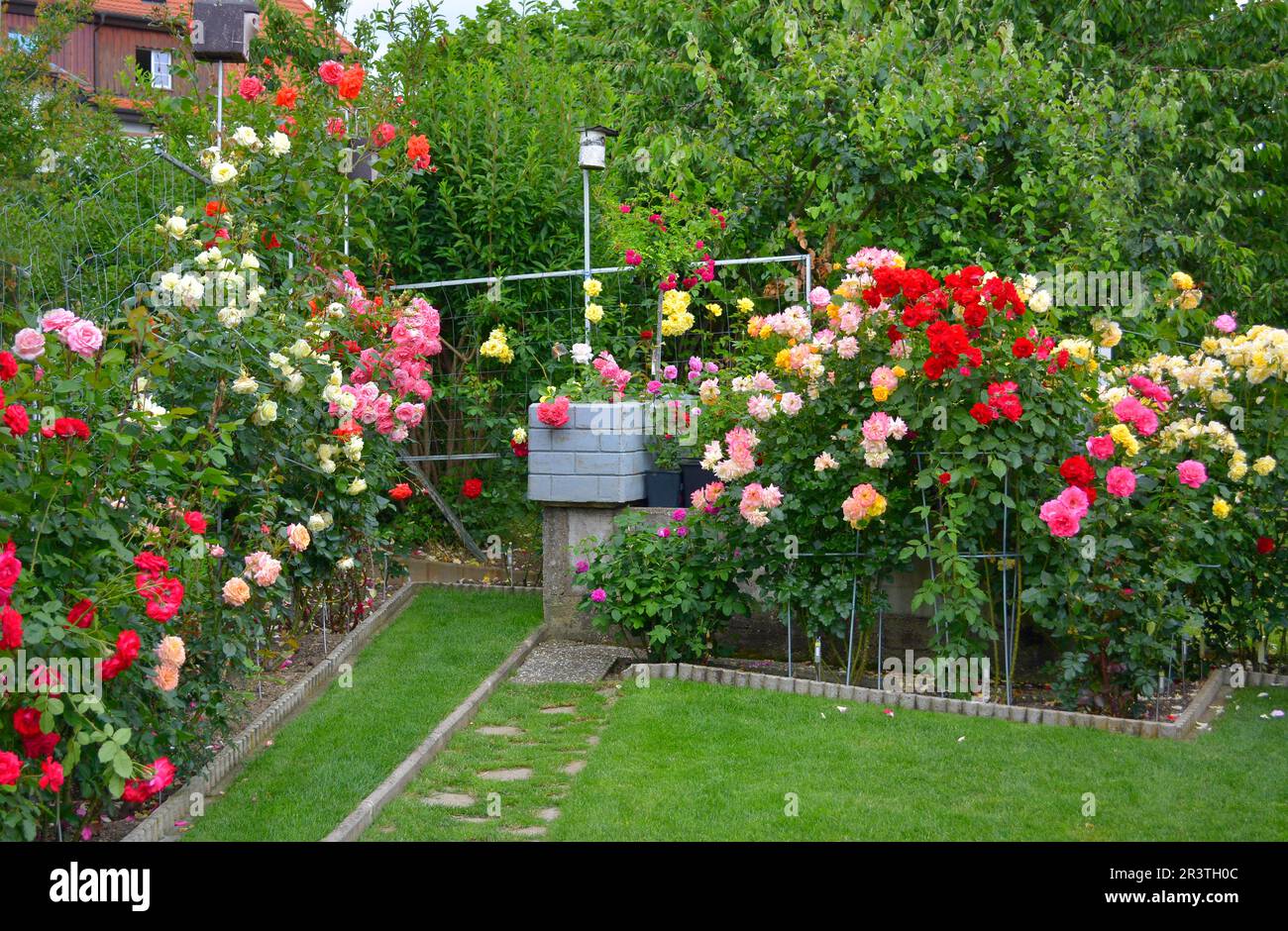 Various roses in bloom in the rose garden Stock Photo Alamy