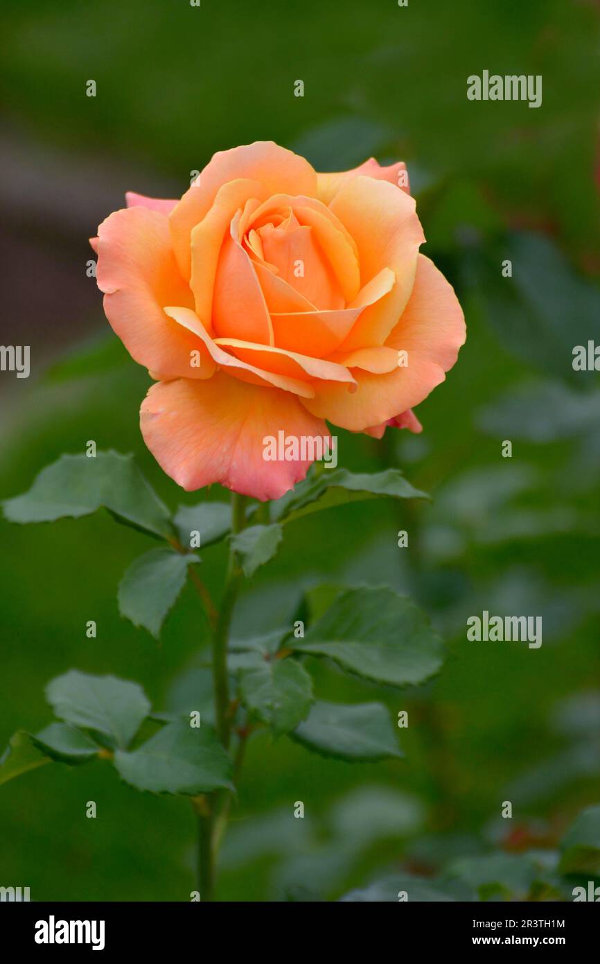 Single orange rose in the garden Stock Photo - Alamy