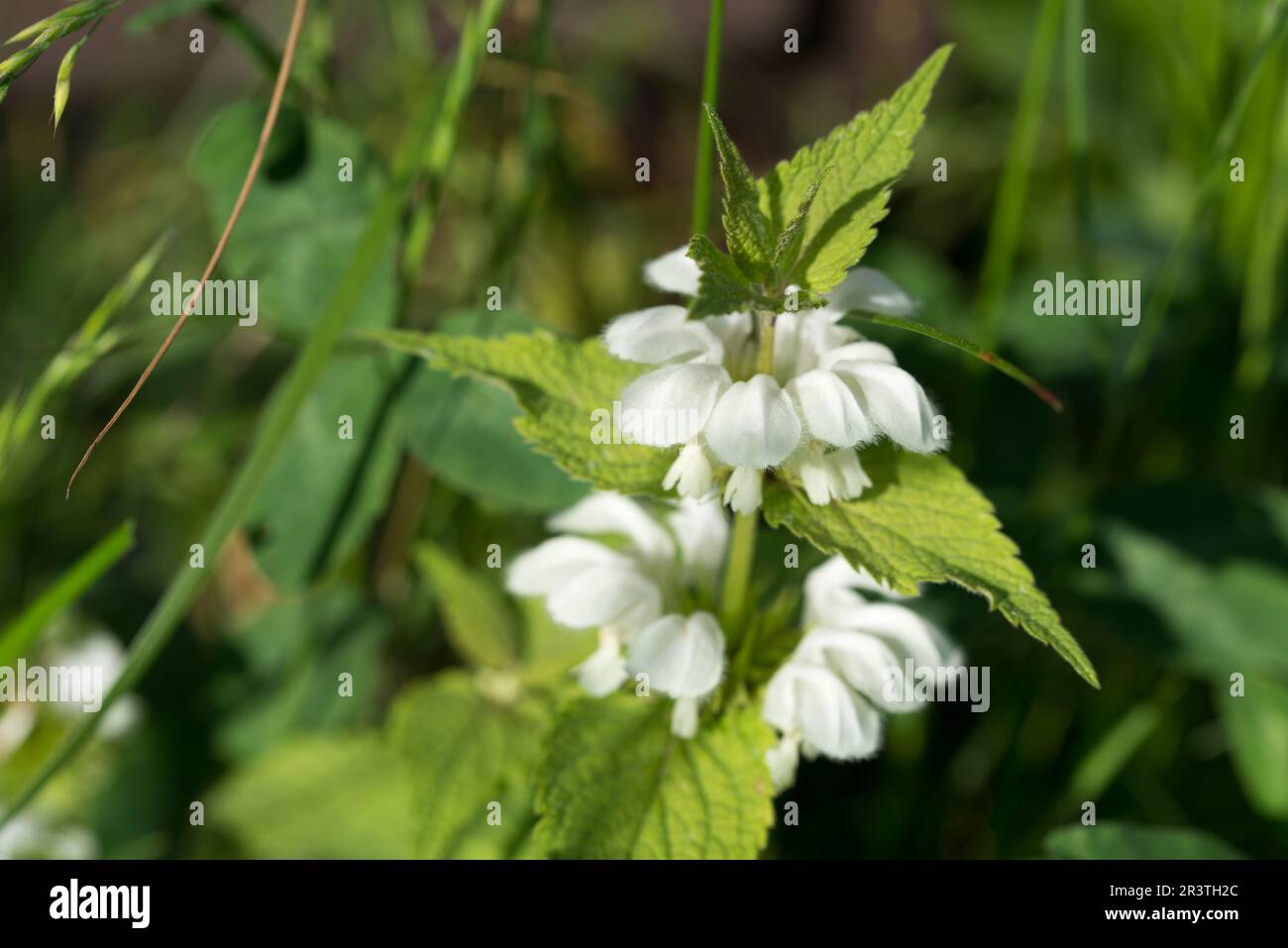 Lamium album, white nettle flowers closeup selective focus Stock Photo