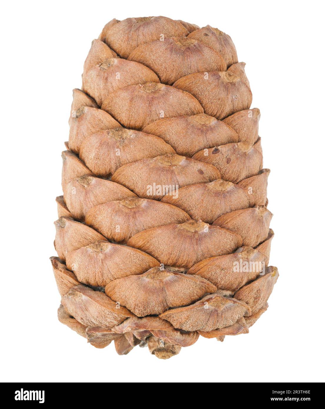 cedar clog free people