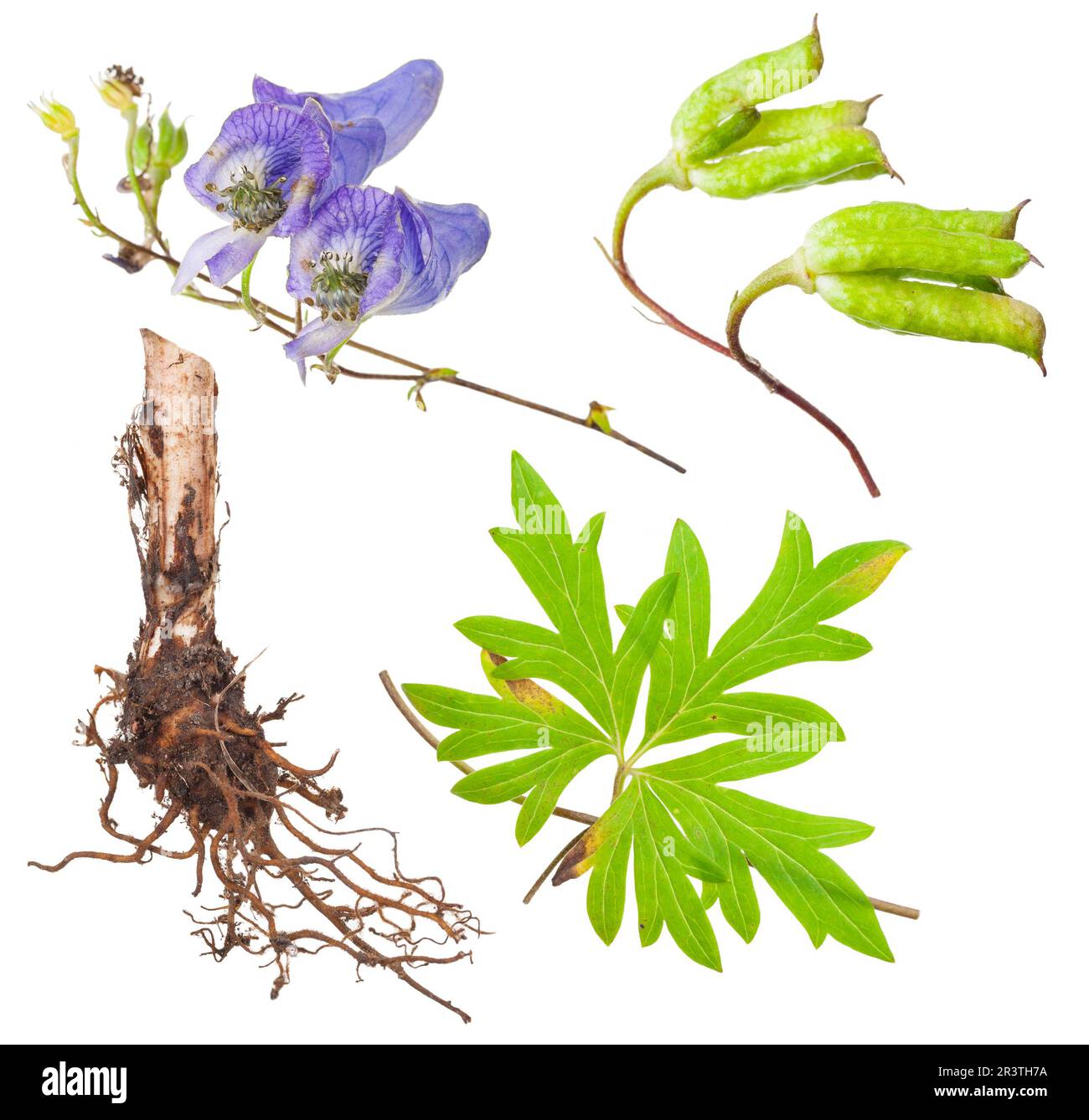 Medicinal plant Aconite Stock Photo Alamy