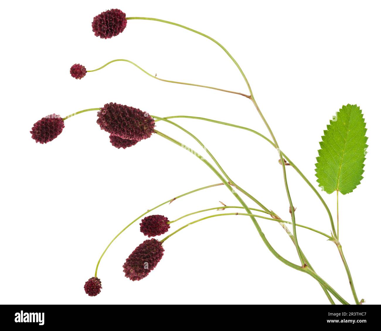 Medicinal plant: Burnet (Sanguisorba officinalis) Stock Photo