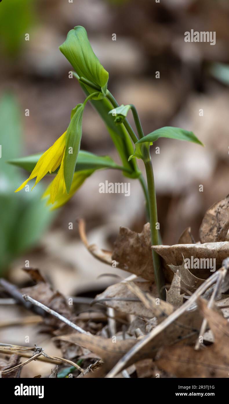 Close up view of a delicate yellow bellwort wildflower (uvularia grandiflora) growing in its native undisturbed woodland setting Stock Photo