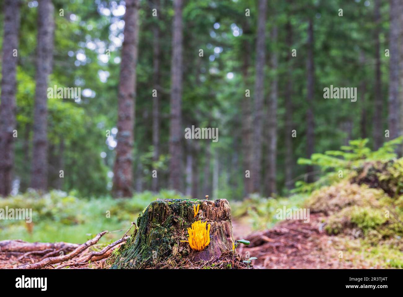 Yellow Clavarioid fungi growing on a tree stump in a spruce forest in Sweden Stock Photo