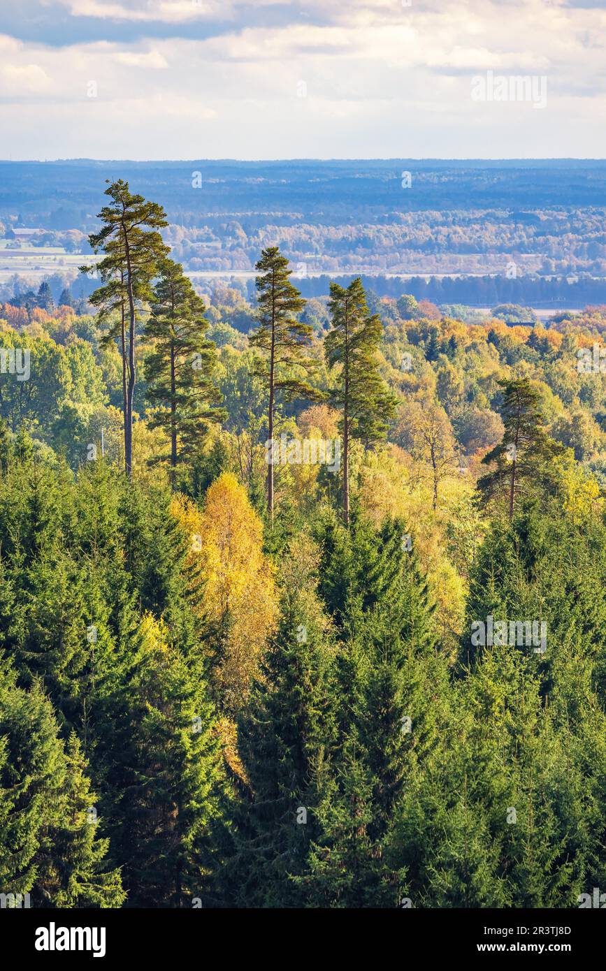 High trees in forest autumn hi-res stock photography and images - Alamy