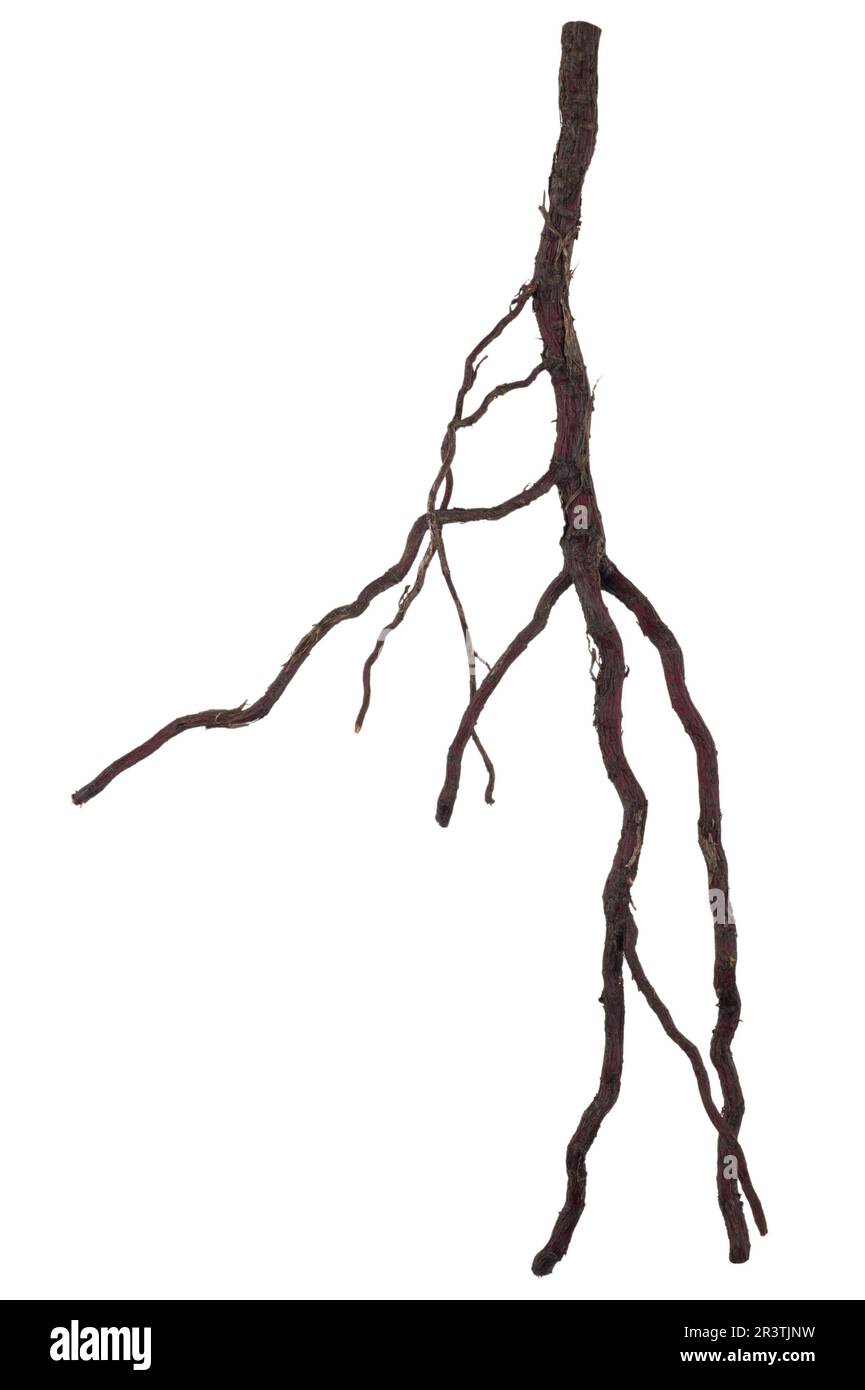 Whole tree and roots hires stock photography and images Alamy