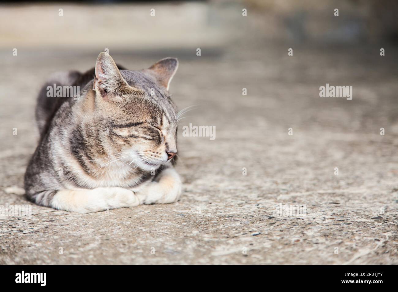 A cute European cat sleeping on stone Stock Photo