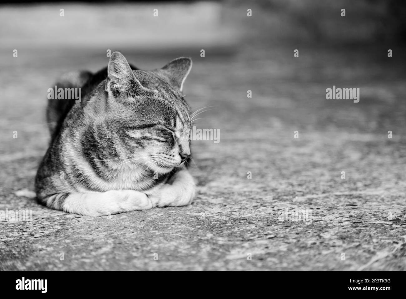 A cute European cat sleeping on stone Stock Photo