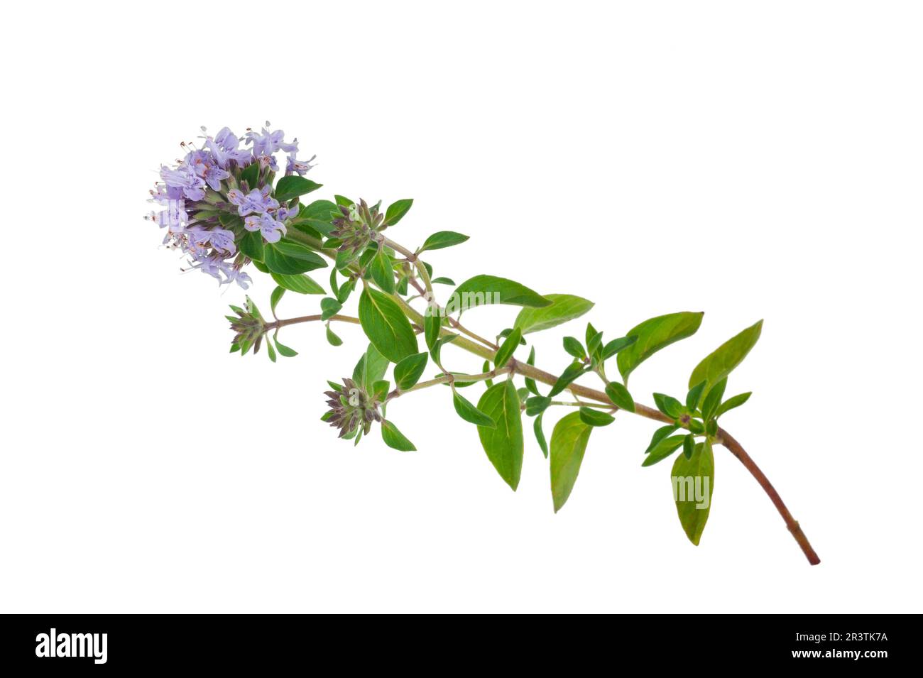 Medicinal plant Thyme Stock Photo Alamy
