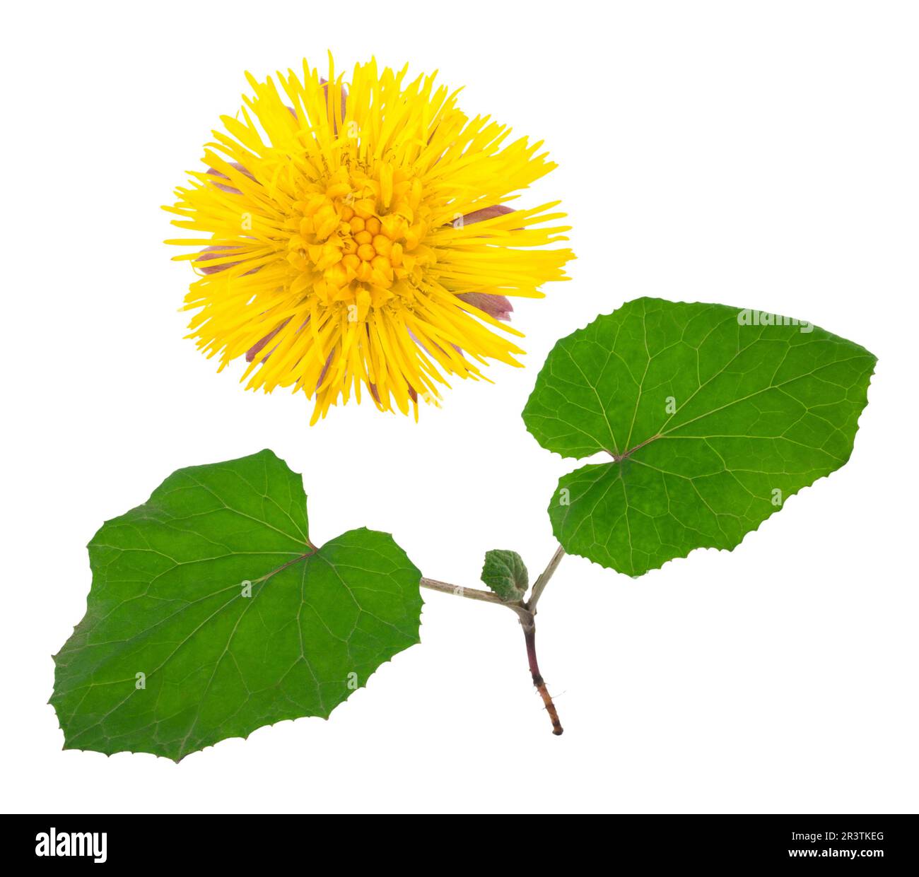 medicinal-plant-coltsfoot-stock-photo-alamy
