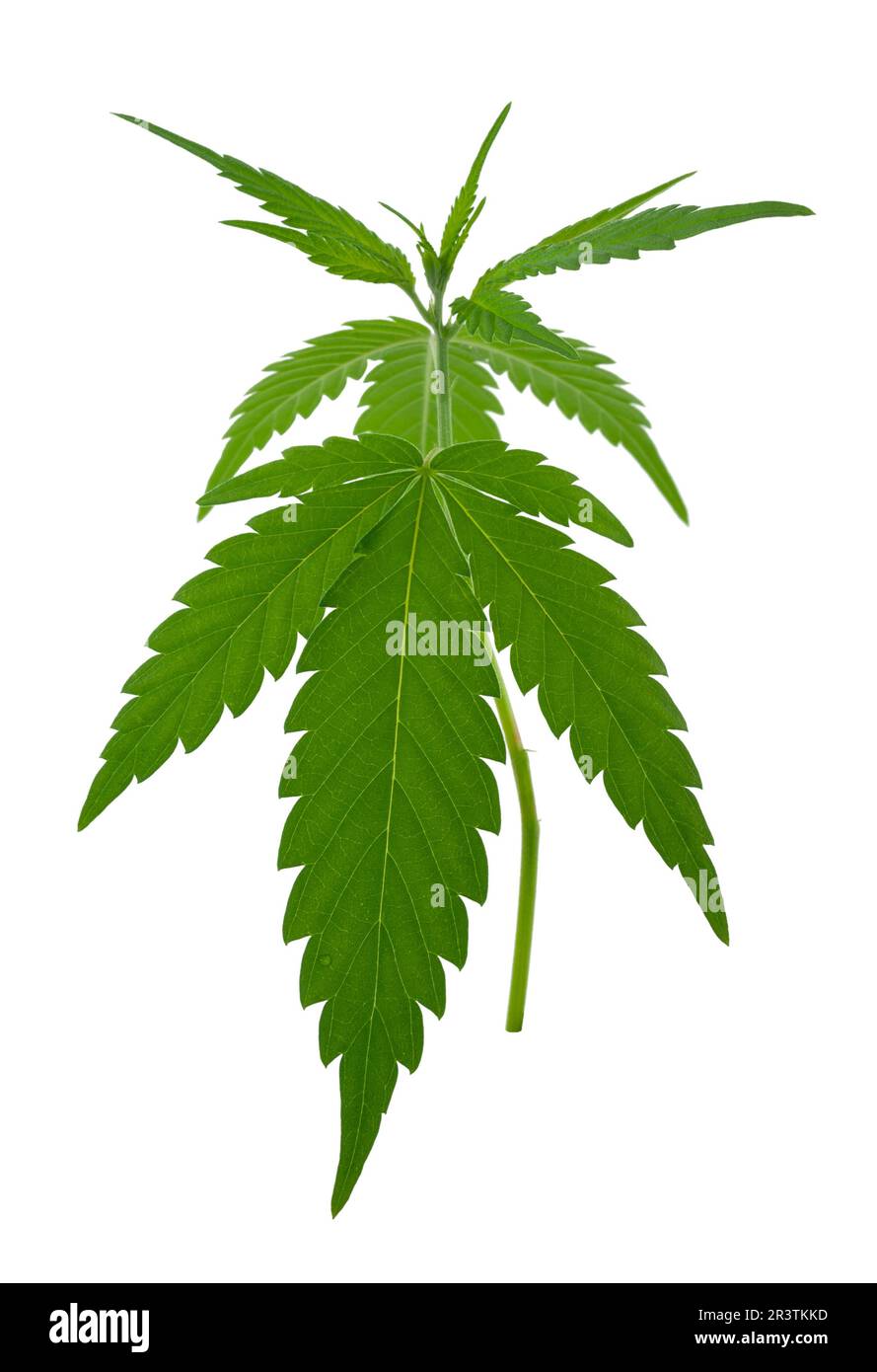 A young new growing cannabis (marijuana) plants Stock Photo
