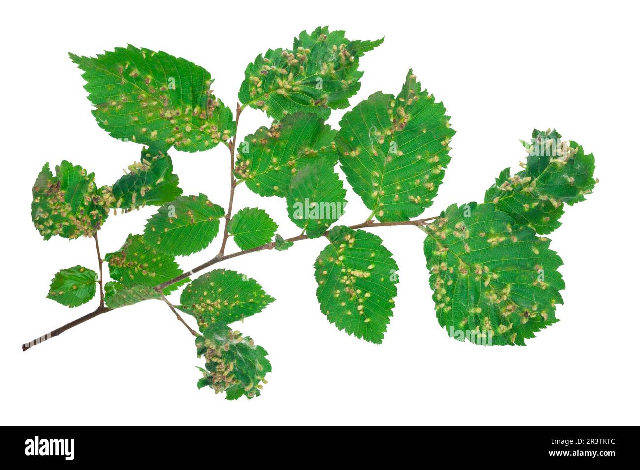 Lime nail gall - Eriophyes tiliae Stock Photo