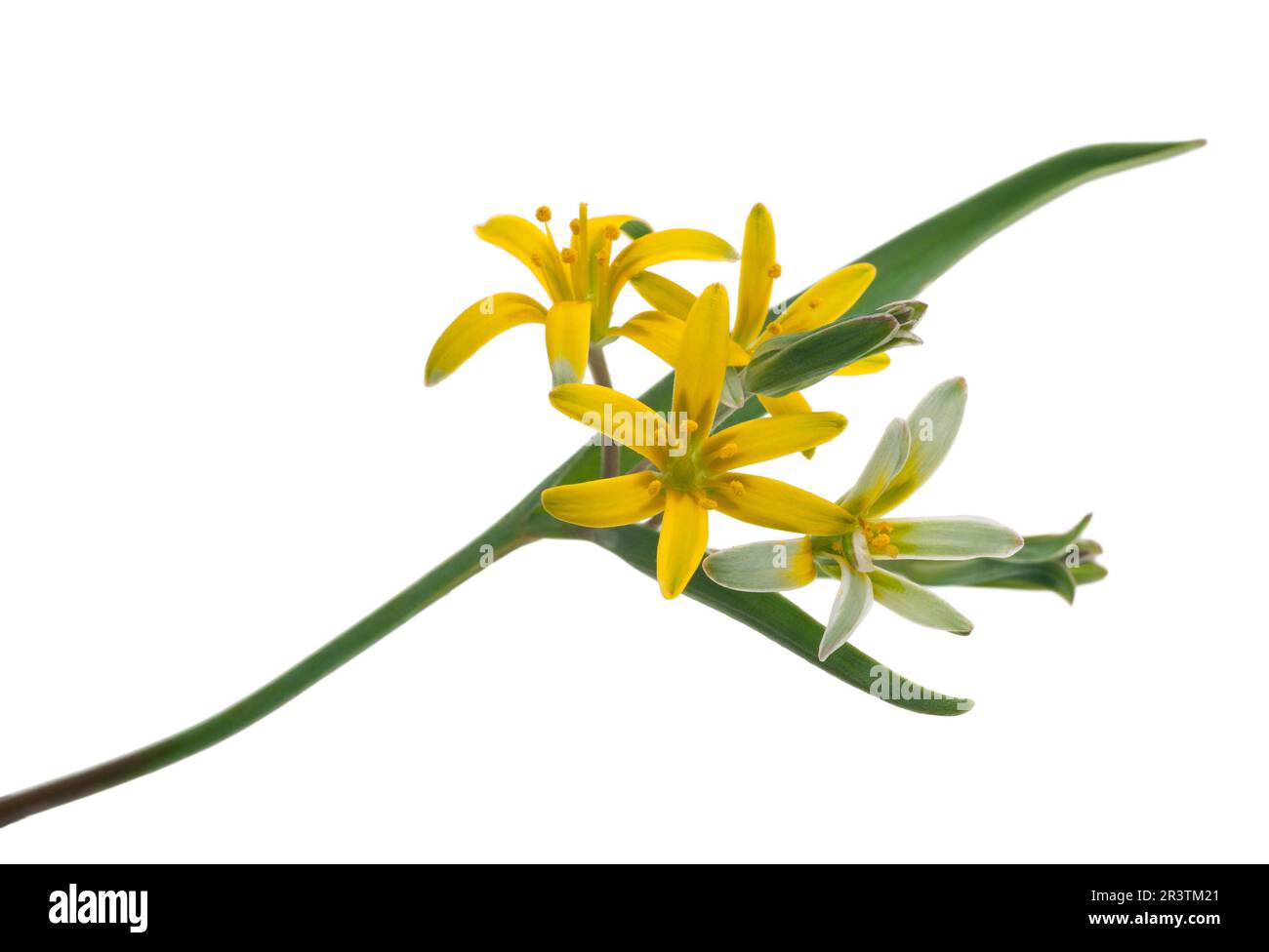 Medicinal plant: Gagea lutea Stock Photo