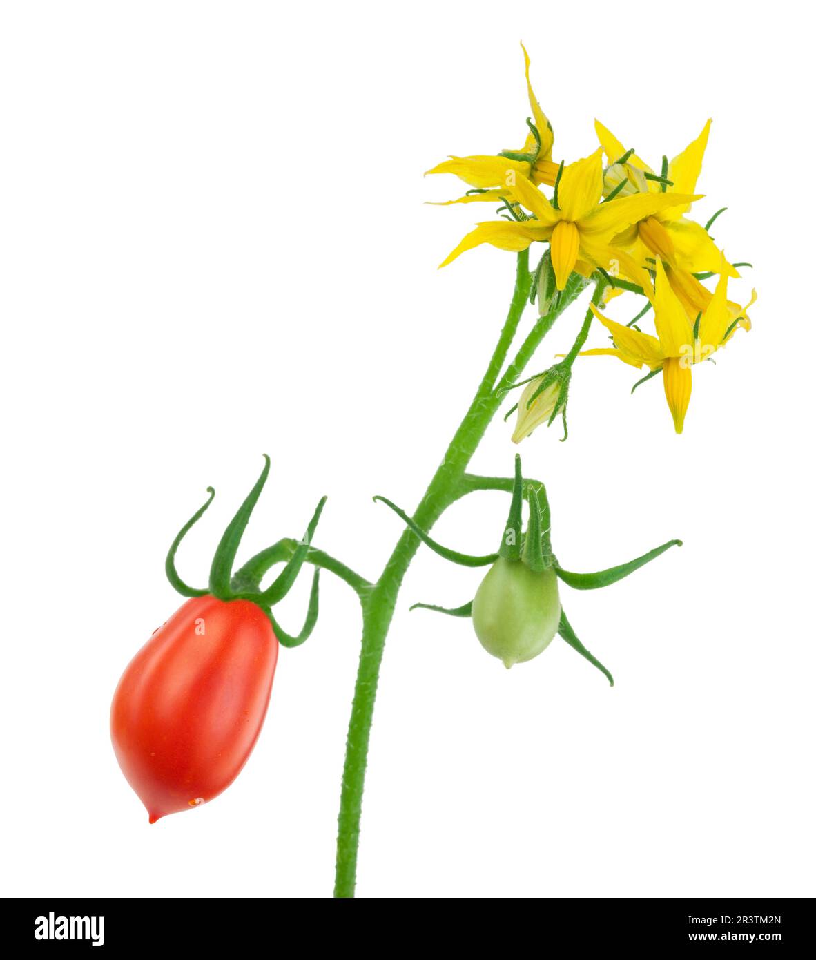 Tomato plant flower with red and green tomatoes Stock Photo - Alamy