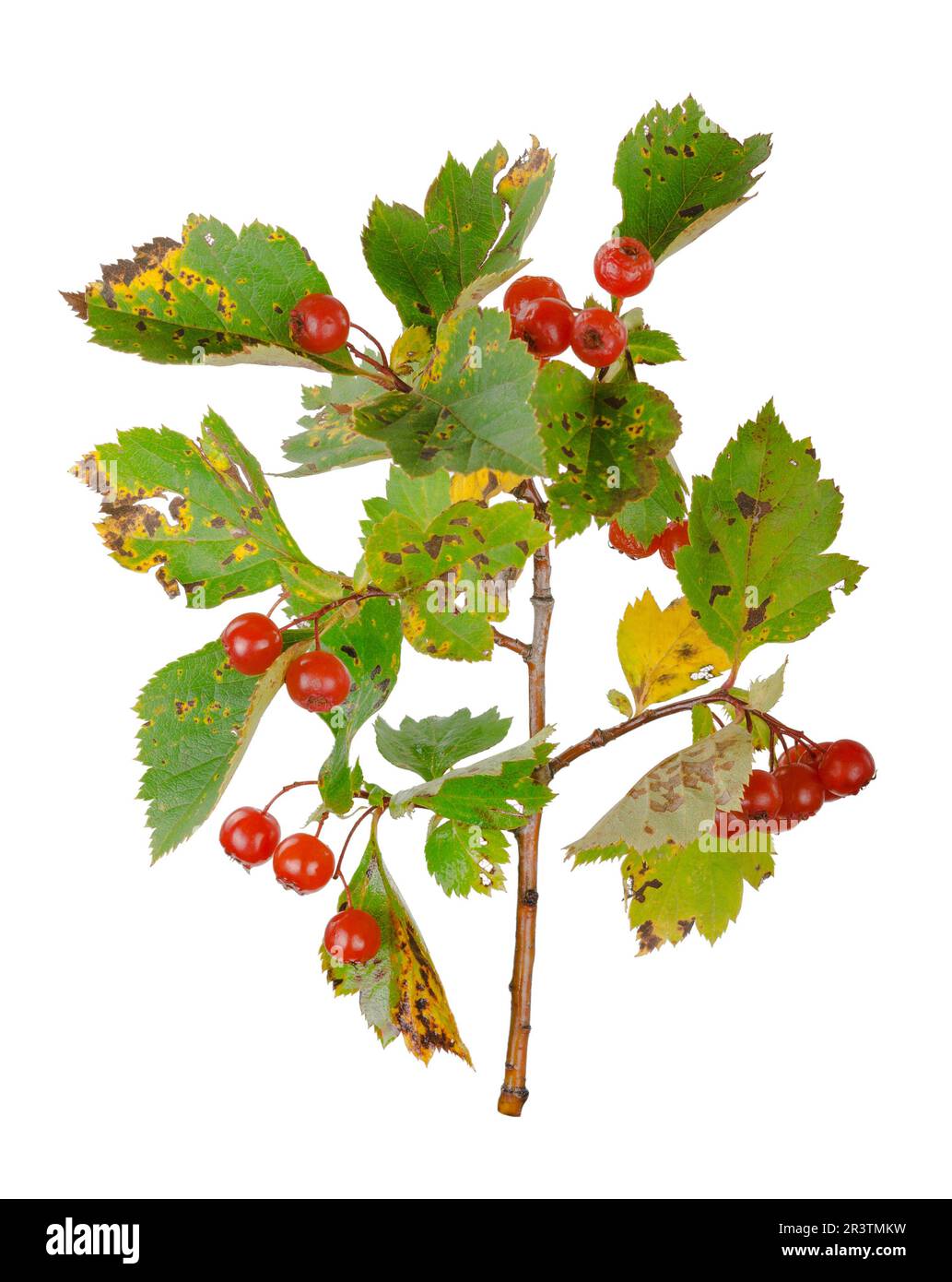 Hawthorn berries Stock Photo