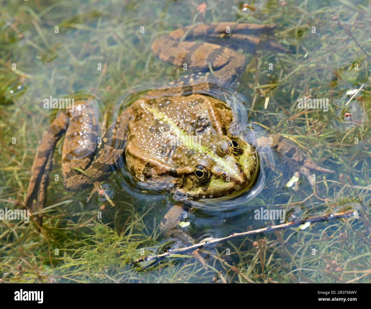Croaking frog with swollen vocal sacs Stock Photo