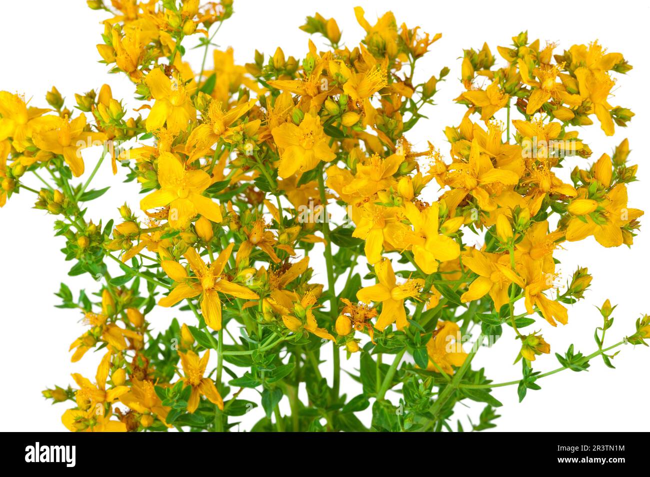 Medicinal plant Hypericum perforatum. St. John's wort Stock Photo Alamy
