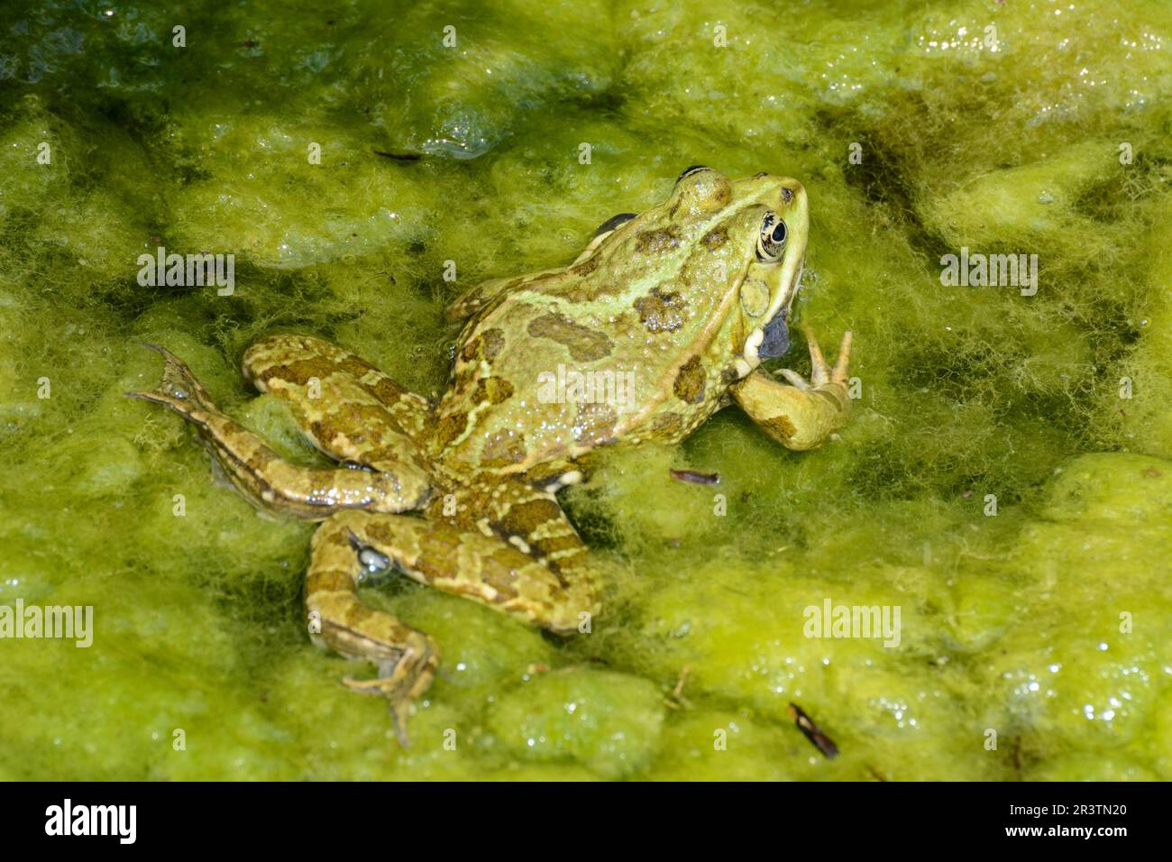 Croaking frog with swollen vocal sacs Stock Photo