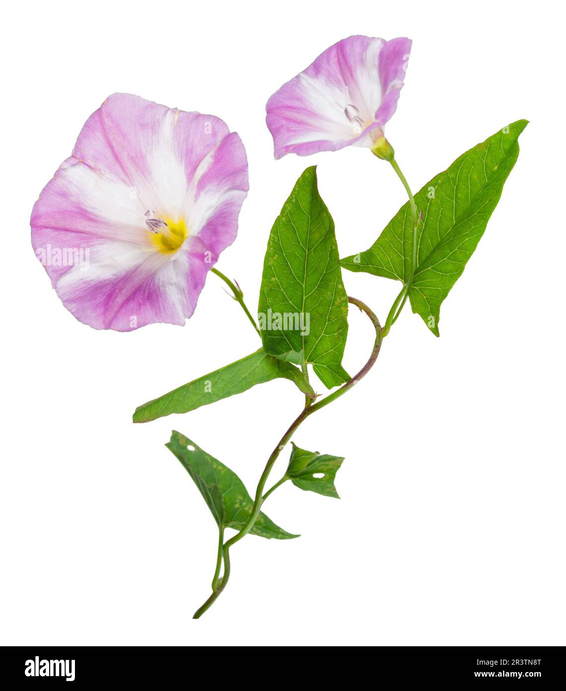 Bindweed (Convolvulus arvensis) pink flower Stock Photo
