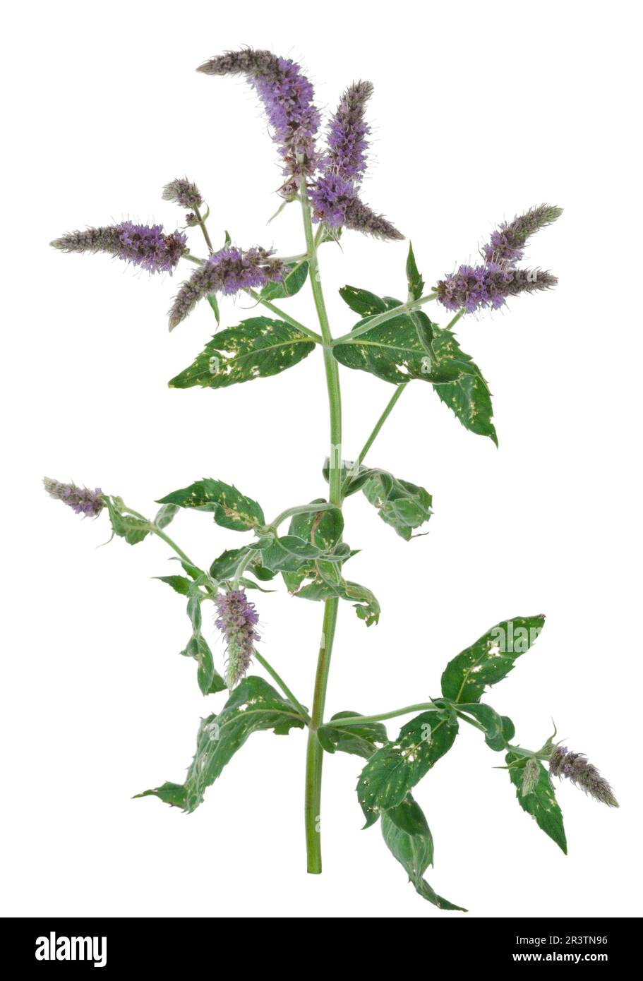 Medicinal plant: Mentha longifolia Stock Photo