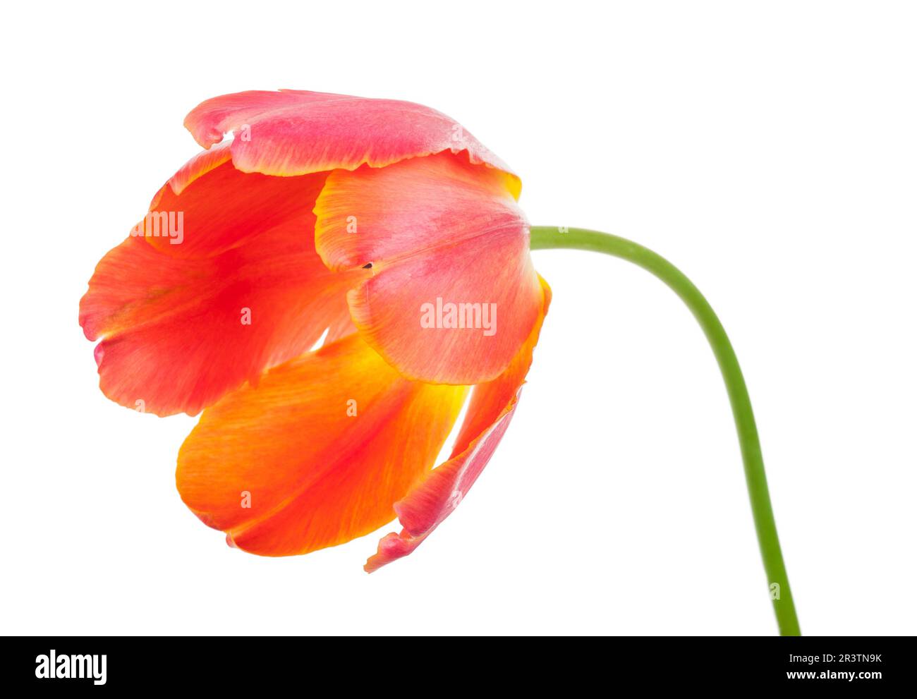Red tulip on white background Stock Photo