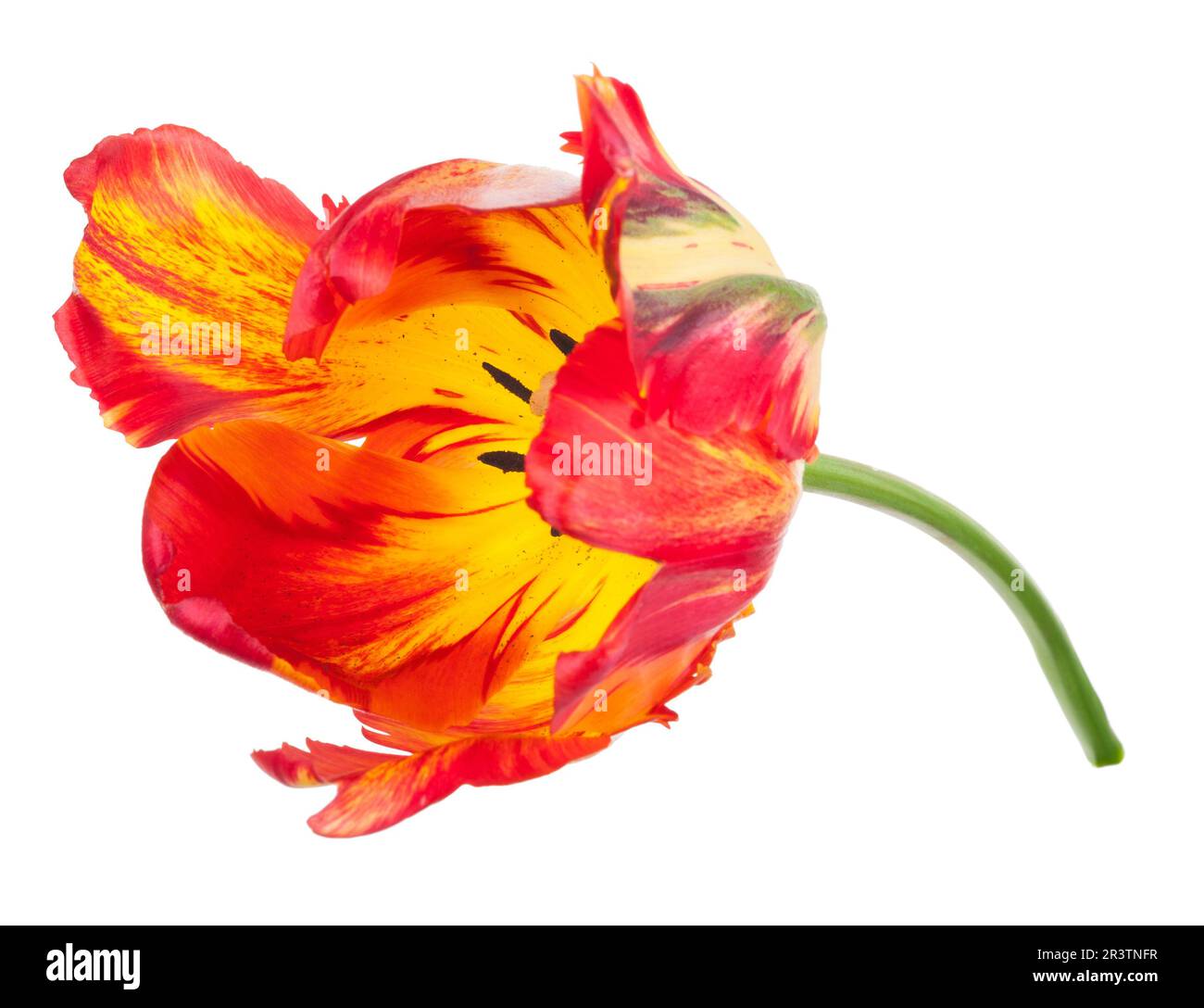 Tulip on white Stock Photo
