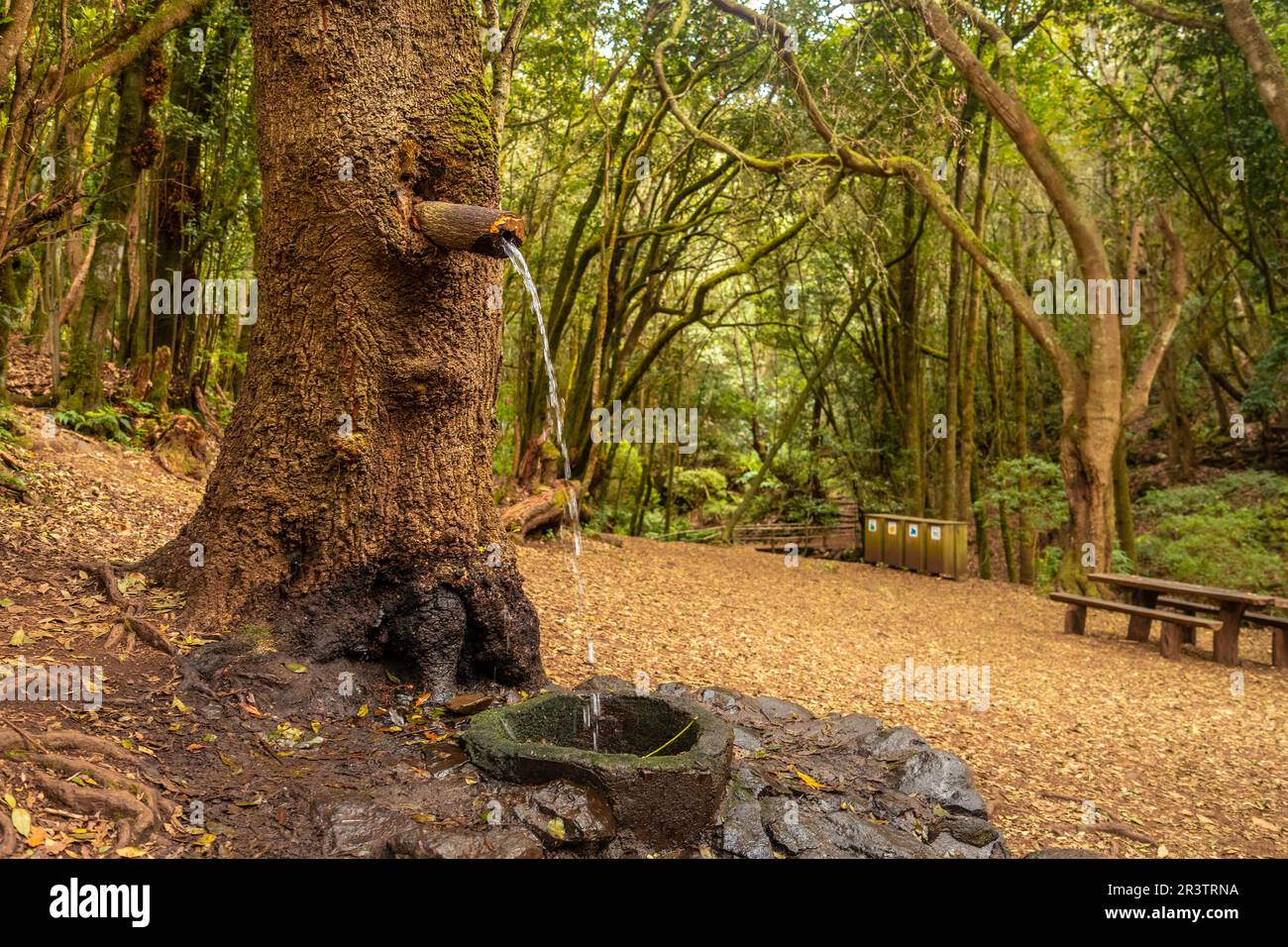 A water source next to Arroyo del Cedro in the evergreen cloud forest of Garajonay National Park, La Gomera, Canary Islands, Spain Stock Photo