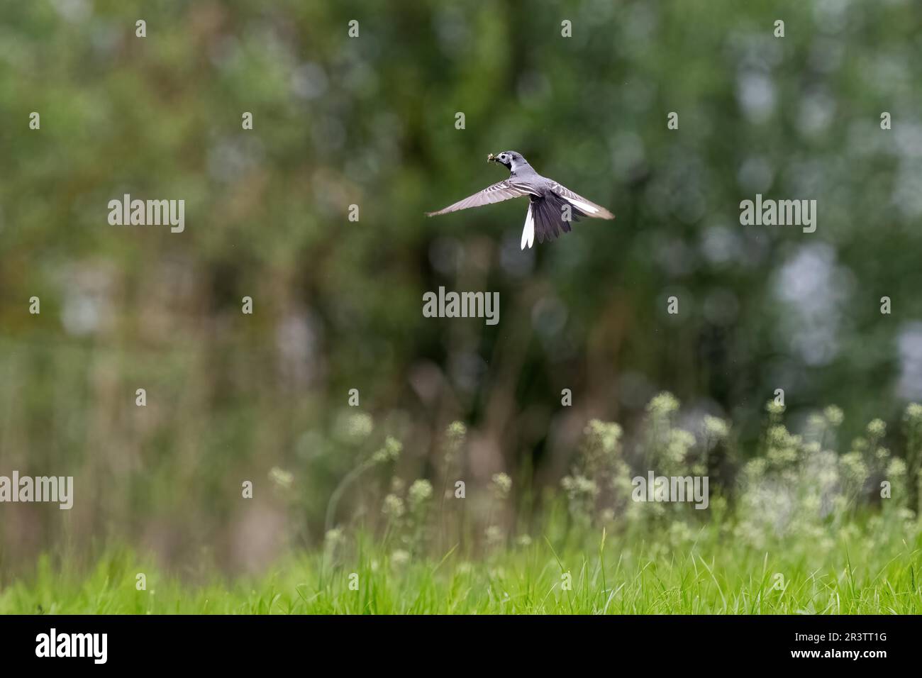 White wagtail (Motacilla alba), flying, with prey in its beak, Hesse, Germany Stock Photo