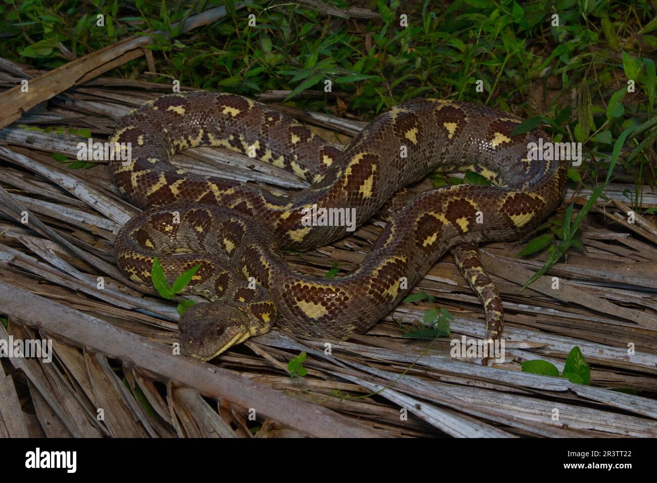 Madagascar dog-head boa (Sanzinia volontany) on palm leaves on the