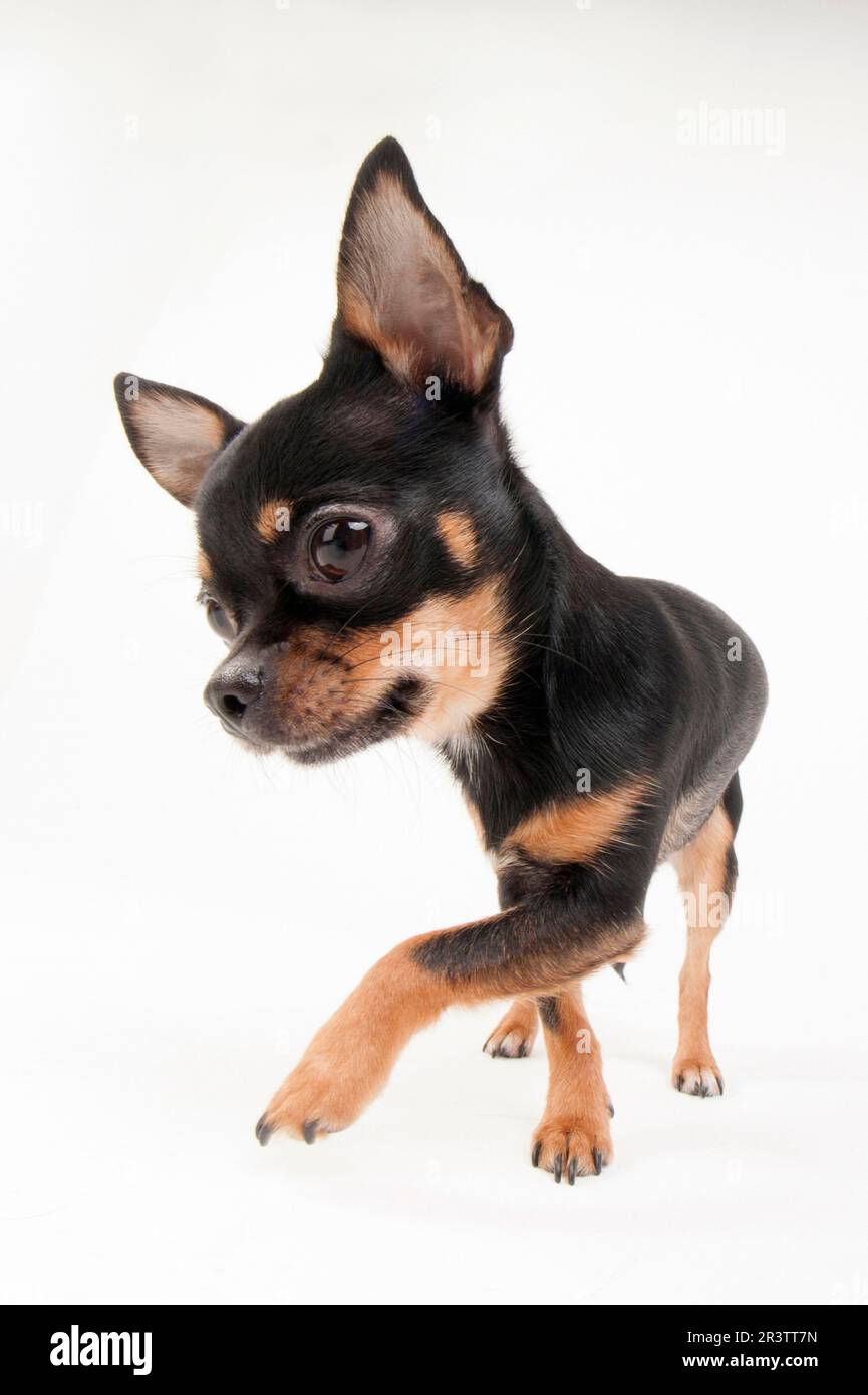 Black toy chihuahua cheap