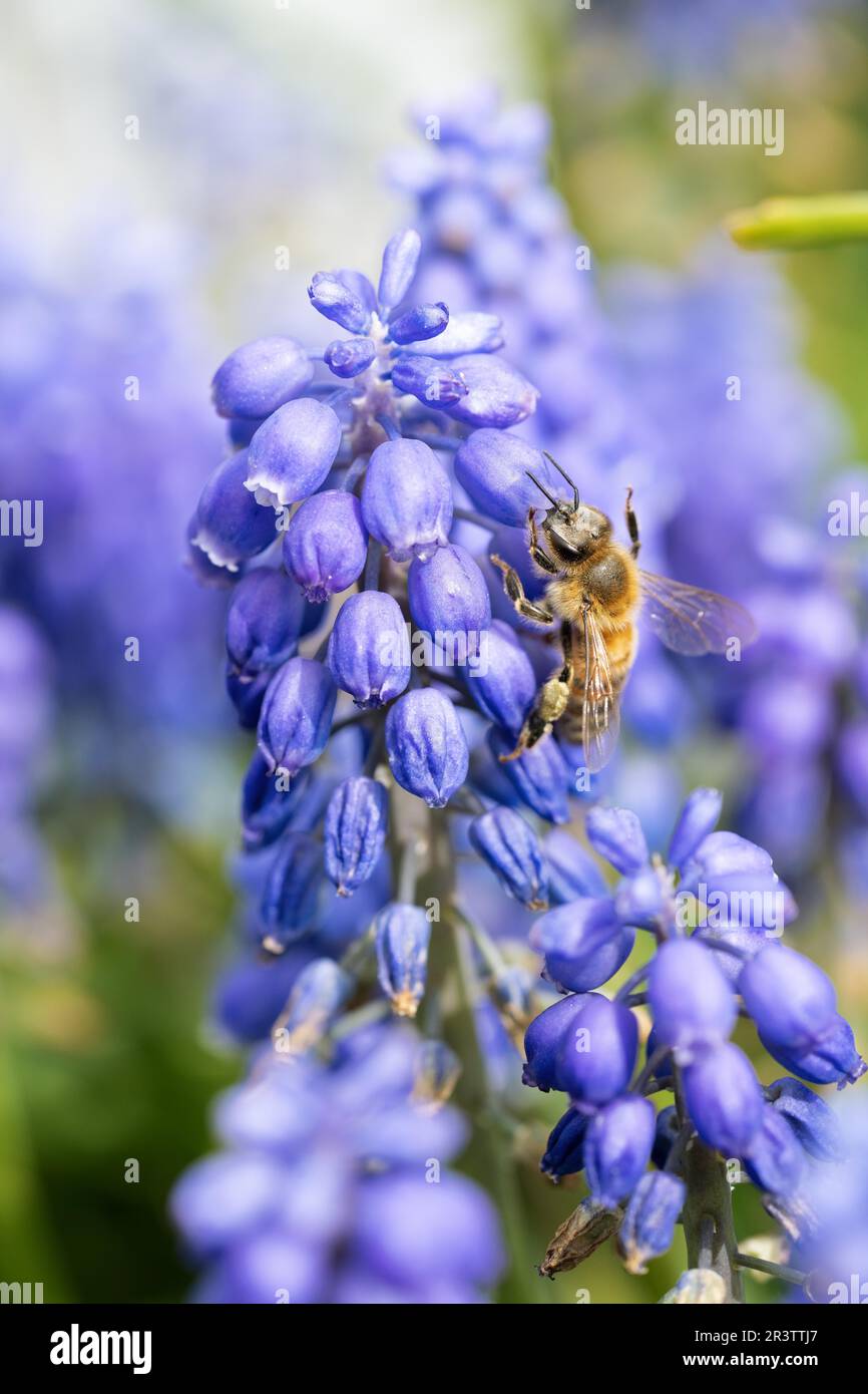 Bee hyacinth hi-res stock photography and images - Alamy