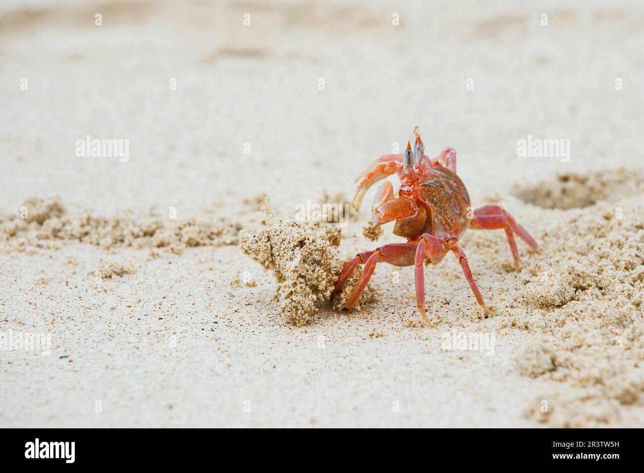 Galapagos ghost crab (Ocypode Gaudichaudii), San Cristobal Island, Galapagos, Ecuador, Unesco World Heritage Site Stock Photo