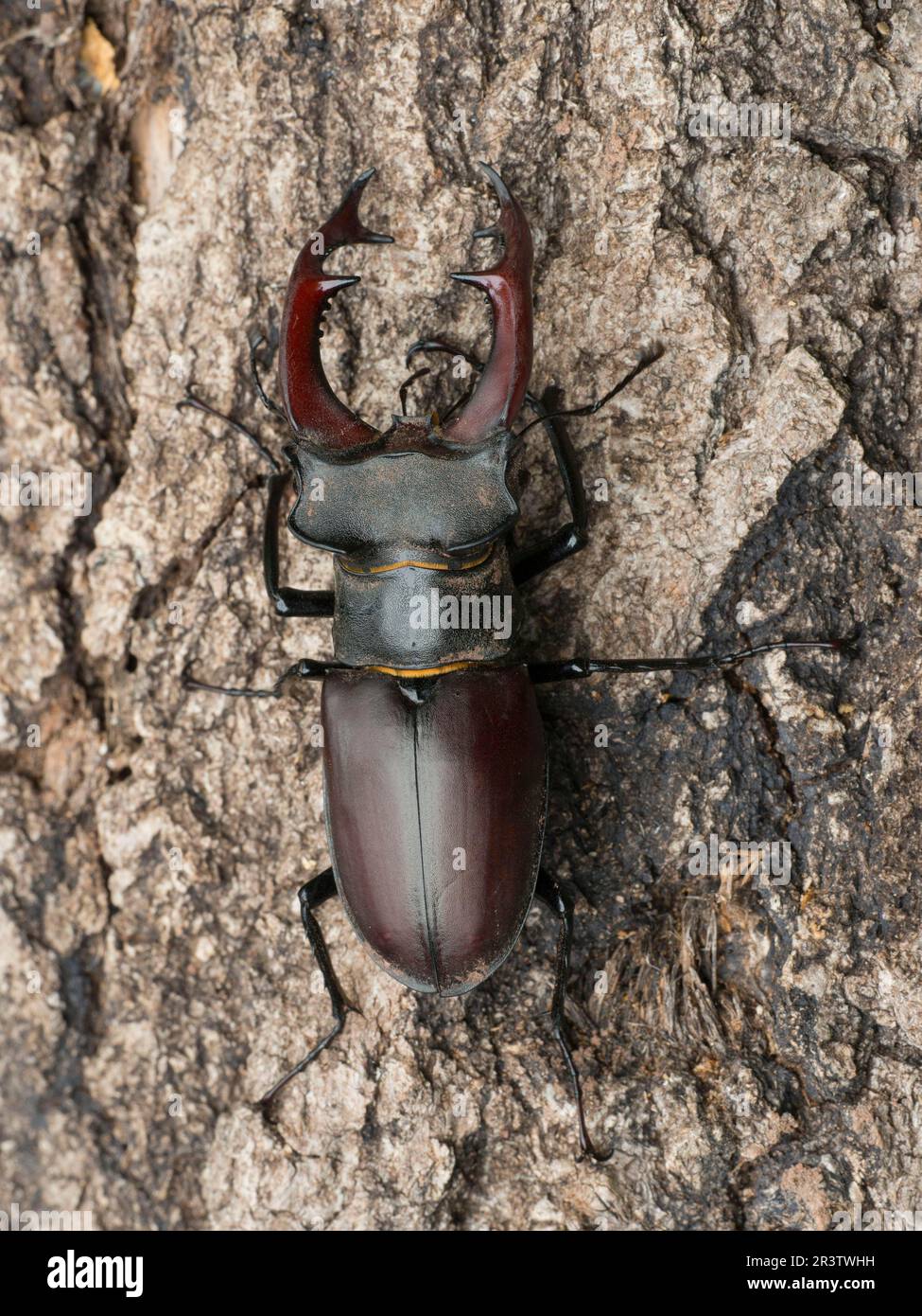 Stag beetle (Lucanus cervus), male Stag beetle, male Stock Photo