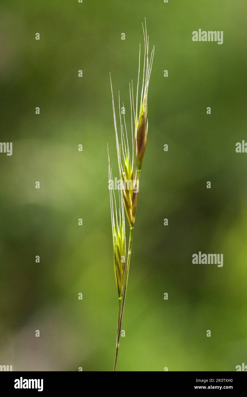 Tall fescue, tall fescue, desert fescue, grass (Vulpia bromoides) Stock Photo