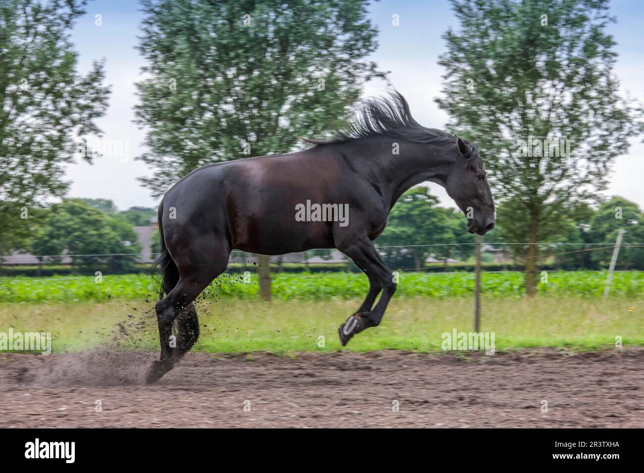 Domestic horse, bucking, leapfrog Stock Photo